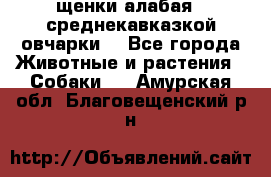 щенки алабая ( среднекавказкой овчарки) - Все города Животные и растения » Собаки   . Амурская обл.,Благовещенский р-н